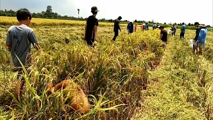 VIDEO: Cả xóm ở miền Tây rộn ràng săn chuột đồng - Ảnh 4. VIDEO: Cả xóm ở miền Tây rộn ràng săn chuột đồng - Ảnh 4.
