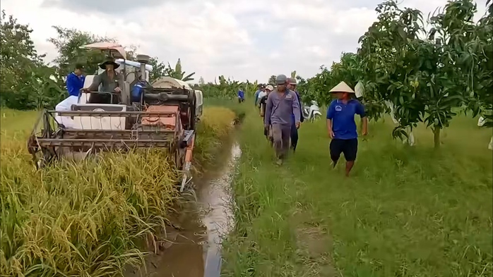 VIDEO: Cả xóm ở miền Tây rộn ràng săn chuột đồng - Ảnh 1. VIDEO: Cả xóm ở miền Tây rộn ràng săn chuột đồng - Ảnh 1.