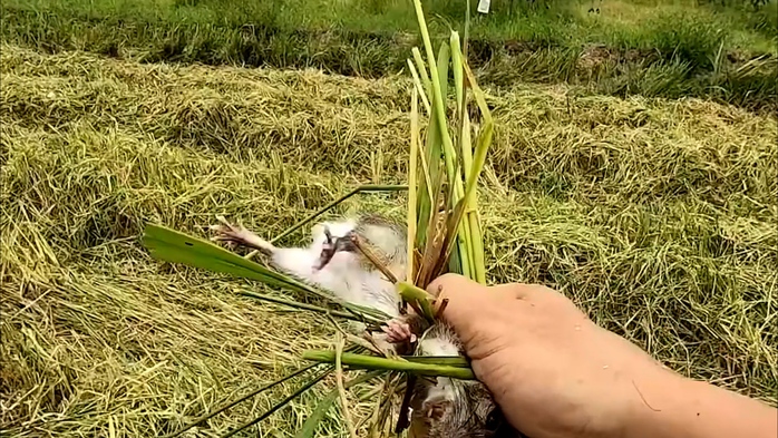 VIDEO: Cả xóm ở miền Tây rộn ràng săn chuột đồng - Ảnh 6. VIDEO: Cả xóm ở miền Tây rộn ràng săn chuột đồng - Ảnh 6.