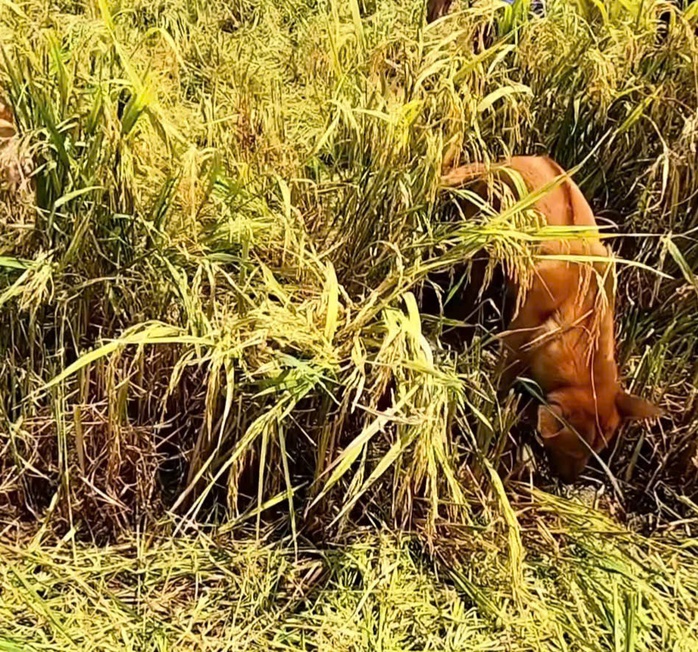 VIDEO: Cả xóm ở miền Tây rộn ràng săn chuột đồng - Ảnh 8. VIDEO: Cả xóm ở miền Tây rộn ràng săn chuột đồng - Ảnh 8.