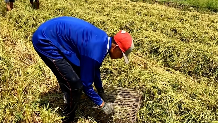 VIDEO: Cả xóm ở miền Tây rộn ràng săn chuột đồng - Ảnh 9. VIDEO: Cả xóm ở miền Tây rộn ràng săn chuột đồng - Ảnh 9.