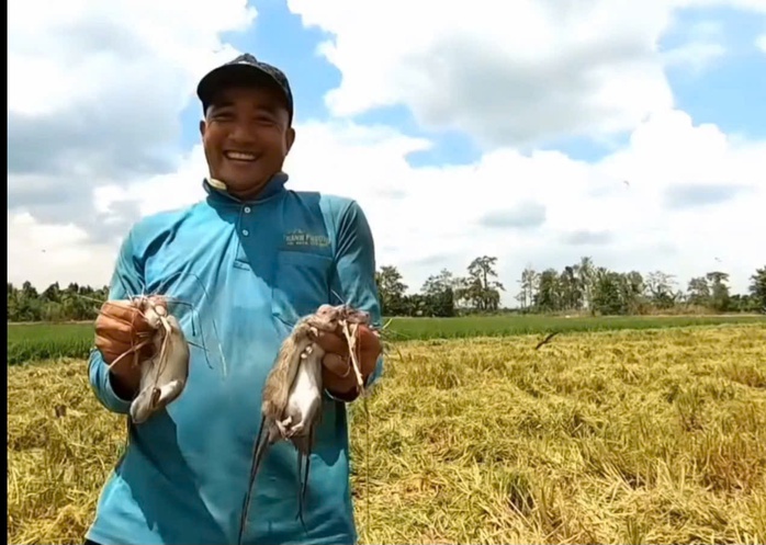 VIDEO: Cả xóm ở miền Tây rộn ràng săn chuột đồng - Ảnh 7. VIDEO: Cả xóm ở miền Tây rộn ràng săn chuột đồng - Ảnh 7.