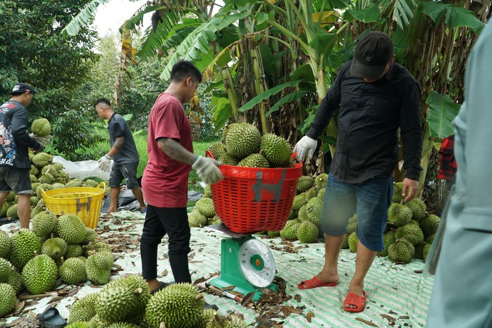 VIDEO: Đổ xô trồng sầu riêng rồi mang ra bán ở ven đường - Ảnh 5.