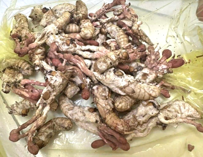 Ăn "đông trùng hạ thảo" mọc trên nhộng ve, 1 người nguy kịch - Ảnh 1.