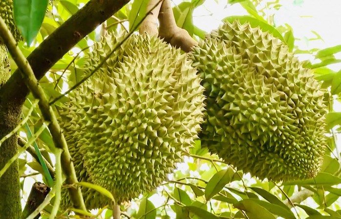 Thủ tướng Chính phủ chỉ đạo Bộ Công an điều tra, đảm bảo an ninh chuỗi cung ứng sầu riêng- Ảnh 1. Thủ tướng Chính phủ chỉ đạo Bộ Công an điều tra, đảm bảo an ninh chuỗi cung ứng sầu riêng- Ảnh 1.
