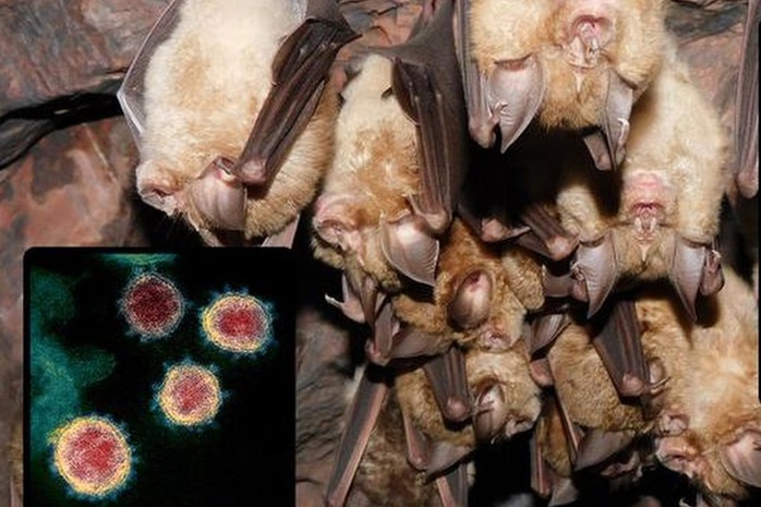 Vũ Hán được “giải oan” nơi làm lây lan virus gây COVID-19 - Ảnh 1. Vũ Hán – Trung Quốc được “giải oan” về nguồn gốc virus gây COVID-19 - Ảnh 1.