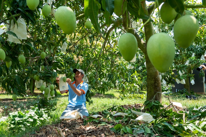 Vietnamese mangoes dominate Chinese market - Ảnh 1.