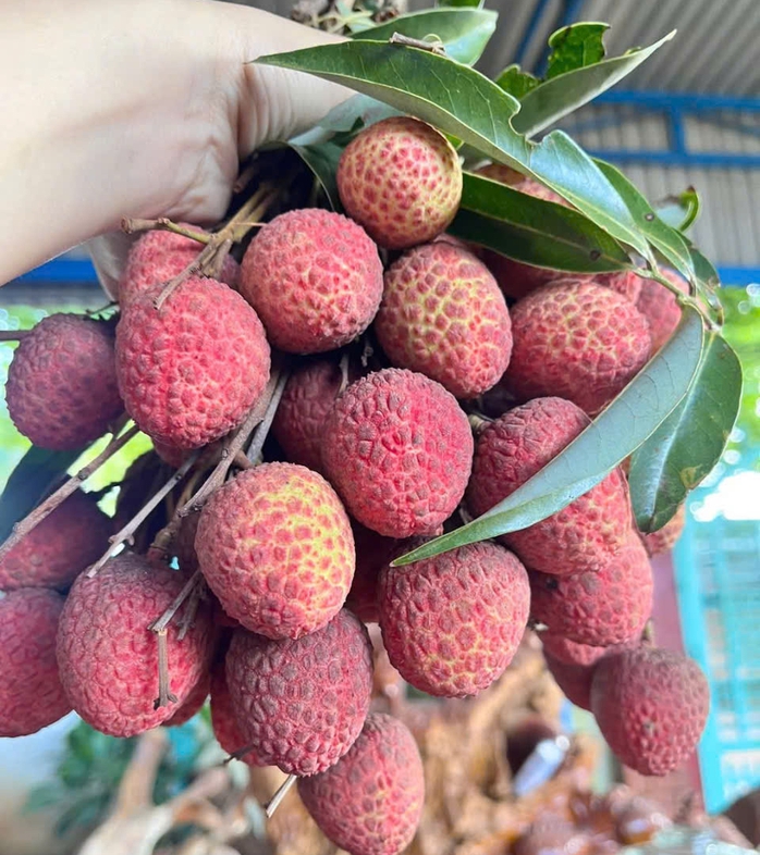 Vải thiều đầu mùa bán được giá 60.000 đồng/kg - Ảnh 1.