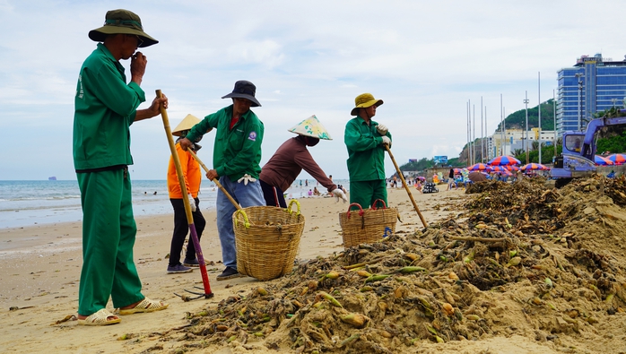 Lục bình "tấn công" Bãi Sau Vũng Tàu: Dọn mãi không xuể - Ảnh 2.