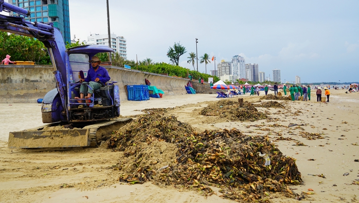 Lục bình "tấn công" Bãi Sau Vũng Tàu: Dọn mãi không xuể - Ảnh 4.
