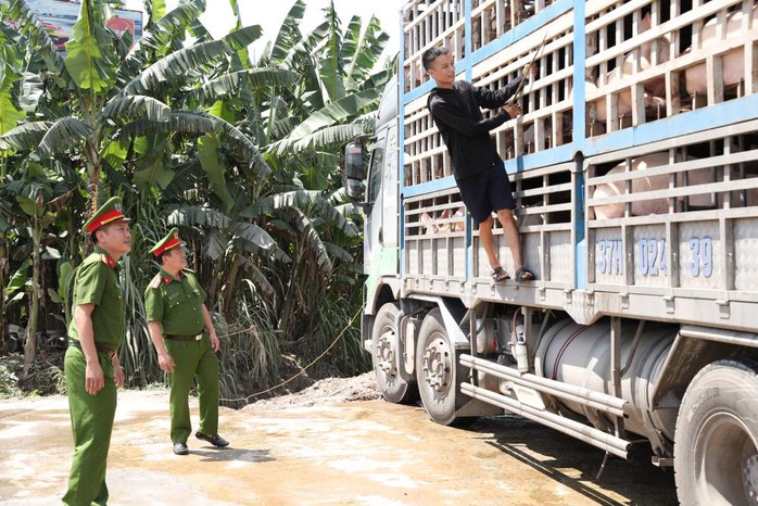Bắt xe tải chở 180 con lợn nhiễm dịch tả châu Phi đi tiêu thụ - Ảnh 1.