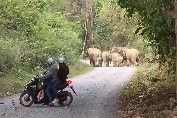 Xuất hiện đàn voi rừng đi trên đường ven hồ Trị An- Ảnh 1. Xuất hiện đàn voi rừng đi trên đường ven hồ Trị An- Ảnh 1.