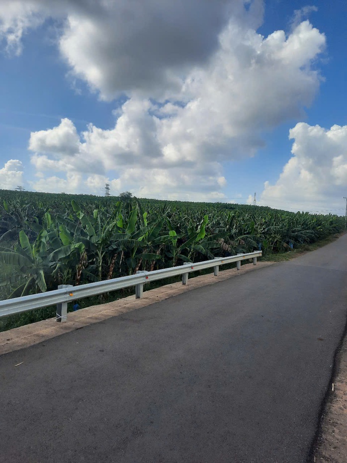 Xót xa cả ngàn buồng chuối xuất khẩu đang thu hoạch bị kẻ xấu chặt phá tại Đồng Nai - Ảnh 3.