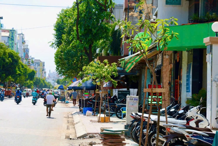Từ vụ chặt cây xanh ở TP HCM: Cái cây mà biết nói năng...! - Ảnh 1.