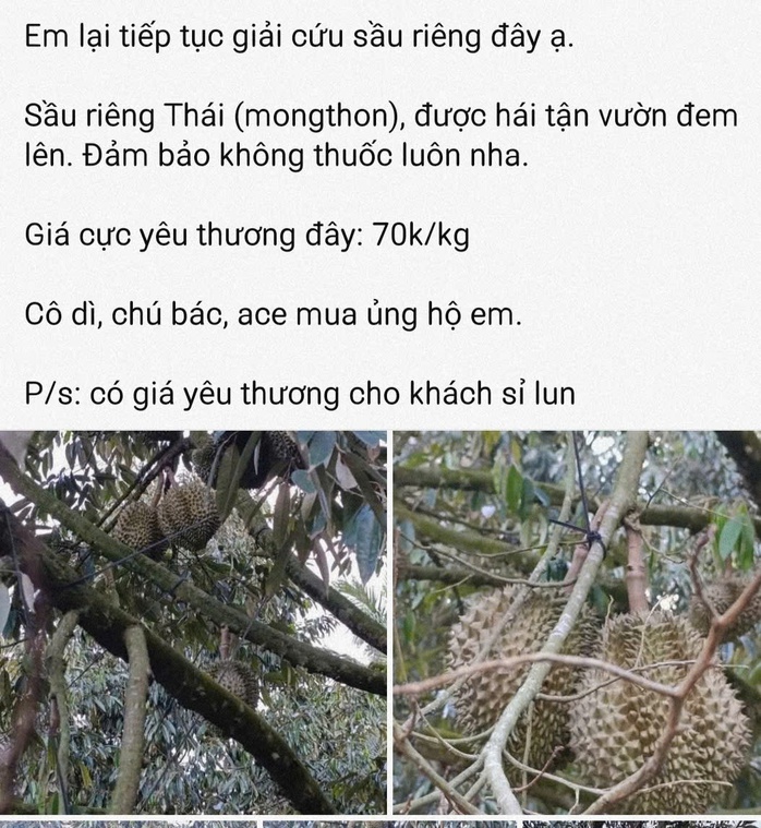 Giá sầu riêng lại giảm, tương lai khó đoán - Ảnh 1.