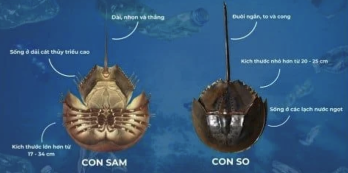 Cứu sống người đàn ông ngộ độc nguy kịch do ăn nhầm con so biển - Ảnh 1.