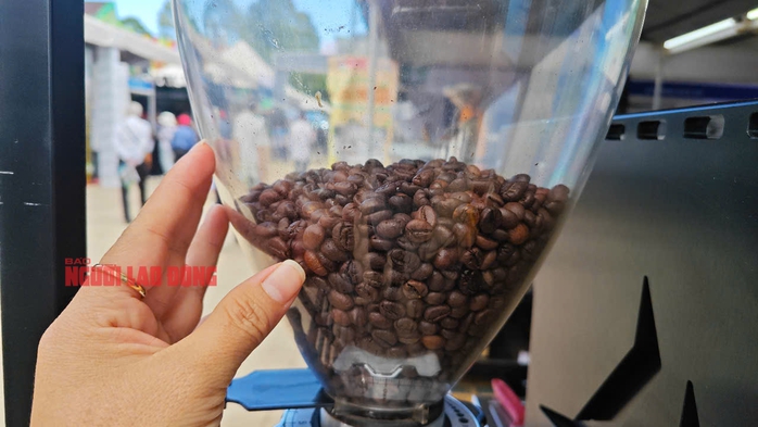 Giá cà phê hôm nay 11-6: Giảm sâu 3 con số- Ảnh 1.