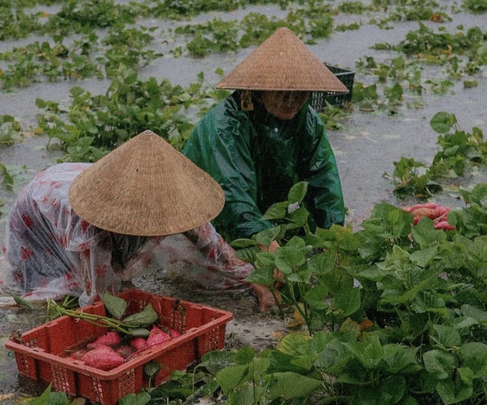 Bão số 1 gây mưa kỷ lục ở Quảng Nam, 16.700 ha lúa, hoa màu ngập nặng - Ảnh 2.