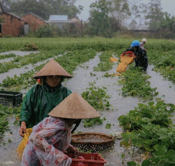 Bão số 1 gây mưa kỷ lục ở Quảng Nam, 16.700 ha lúa, hoa màu ngập nặng - Ảnh 1.