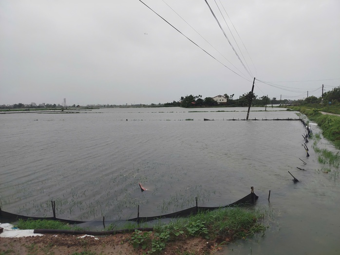 Bão số 1 gây mưa kỷ lục ở Quảng Nam, 16.700 ha lúa, hoa màu ngập nặng - Ảnh 5.