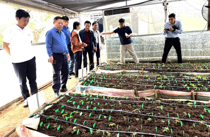 Ba lần thay đổi cấp mã số vùng trồng sâm Ngọc Linh chỉ trong 1 tháng- Ảnh 1. Ba lần thay đổi cấp mã số vùng trồng sâm Ngọc Linh chỉ trong 1 tháng- Ảnh 1.