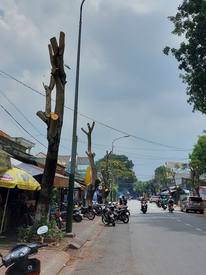 Hình ảnh hàng cây bị đốn hạ, cắt tỉa trơ trụi trên đường phố Dĩ An, Bình Dương- Ảnh 1. Hình ảnh hàng cây bị đốn hạ, cắt tỉa trơ trụi trên đường phố Dĩ An, Bình Dương- Ảnh 1.