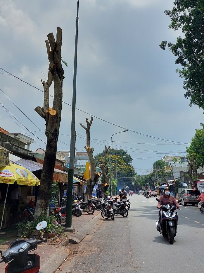 Hình ảnh hàng cây bị đốn hạ, cắt tỉa trơ trụi trên đường phố Dĩ An, Bình Dương- Ảnh 2. Hình ảnh hàng cây bị đốn hạ, cắt tỉa trơ trụi trên đường phố Dĩ An, Bình Dương- Ảnh 2.