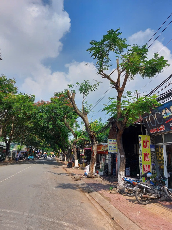 Hình ảnh hàng cây bị đốn hạ, cắt tỉa trơ trụi trên đường phố Dĩ An, Bình Dương- Ảnh 3. Hình ảnh hàng cây bị đốn hạ, cắt tỉa trơ trụi trên đường phố Dĩ An, Bình Dương- Ảnh 3.