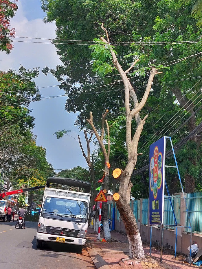 Hình ảnh hàng cây bị đốn hạ, cắt tỉa trơ trụi trên đường phố Dĩ An, Bình Dương- Ảnh 4. Hình ảnh hàng cây bị đốn hạ, cắt tỉa trơ trụi trên đường phố Dĩ An, Bình Dương- Ảnh 4.