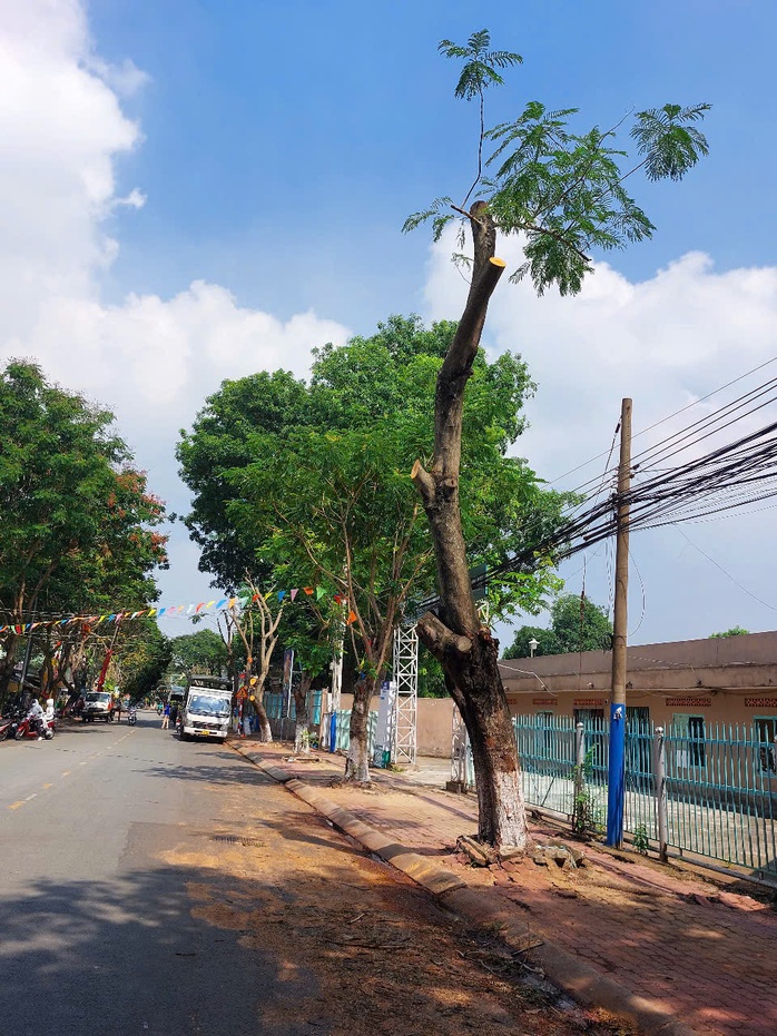Hình ảnh hàng cây bị đốn hạ, cắt tỉa trơ trụi trên đường phố Dĩ An, Bình Dương- Ảnh 5. Hình ảnh hàng cây bị đốn hạ, cắt tỉa trơ trụi trên đường phố Dĩ An, Bình Dương- Ảnh 5.