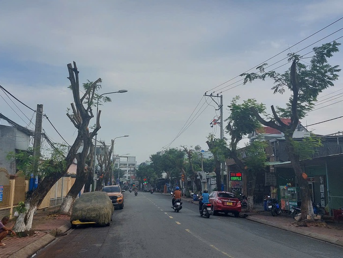 Hình ảnh hàng cây bị đốn hạ, cắt tỉa trơ trụi trên đường phố Dĩ An, Bình Dương- Ảnh 6. Hình ảnh hàng cây bị đốn hạ, cắt tỉa trơ trụi trên đường phố Dĩ An, Bình Dương- Ảnh 6.