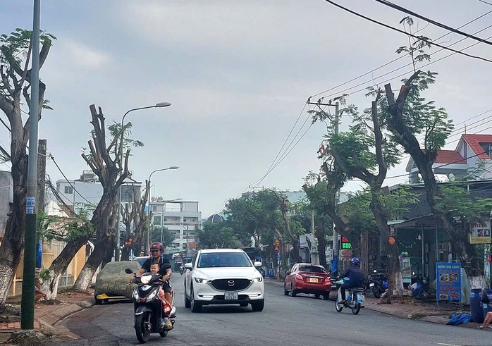 Hình ảnh hàng cây bị đốn hạ, cắt tỉa trơ trụi trên đường phố Dĩ An, Bình Dương- Ảnh 7. Hình ảnh hàng cây bị đốn hạ, cắt tỉa trơ trụi trên đường phố Dĩ An, Bình Dương- Ảnh 7.