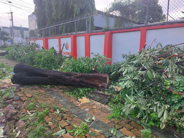Hình ảnh hàng cây bị đốn hạ, cắt tỉa trơ trụi trên đường phố Dĩ An, Bình Dương- Ảnh 9. Hình ảnh hàng cây bị đốn hạ, cắt tỉa trơ trụi trên đường phố Dĩ An, Bình Dương- Ảnh 9.
