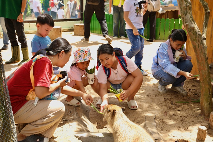 Lạc vào thế giới của Capybara, Meerkat và những “tân binh” siêu dễ thương tại Thảo Cầm Viên- Ảnh 1. Lạc vào thế giới của Capybara, Meerkat và những “tân binh” siêu dễ thương tại Thảo Cầm Viên- Ảnh 1.