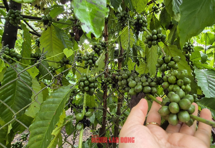 Giá cà phê hôm nay 23-6: Lo âu vì được mùa! - Ảnh 1.