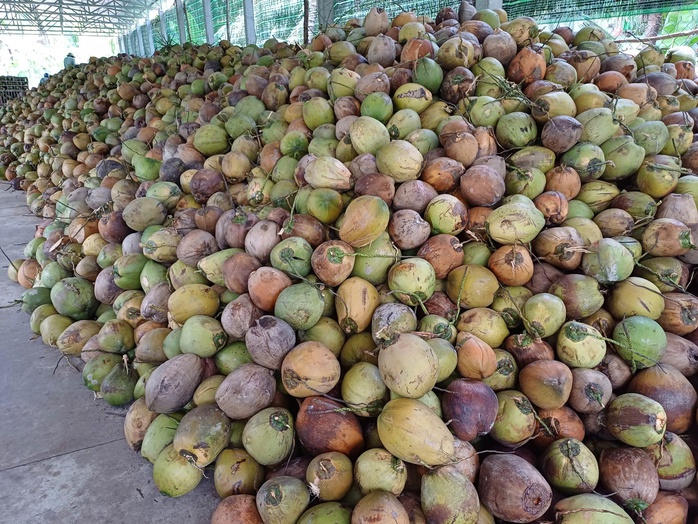 Nhập khẩu dừa tăng 4 con số, vì sao? - Ảnh 1.