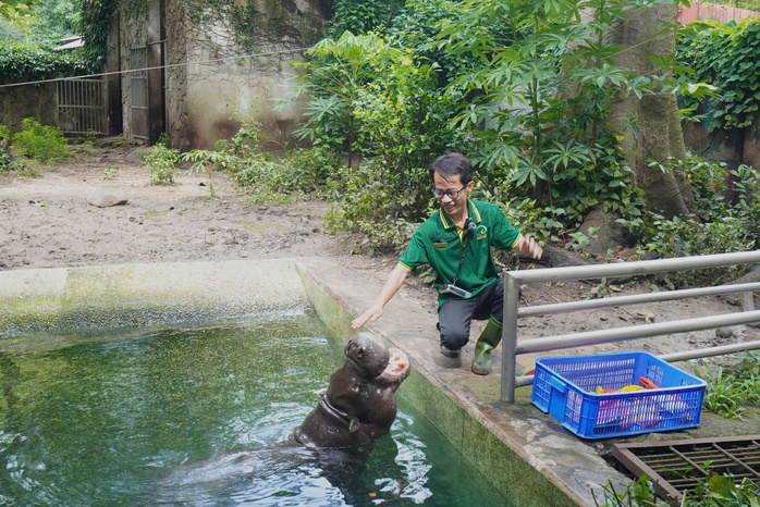 Xúc động chuyện hà mã lùn tại Thảo Cầm Viên Sài Gòn- Ảnh 1. Xúc động chuyện hà mã lùn tại Thảo Cầm Viên Sài Gòn- Ảnh 1.