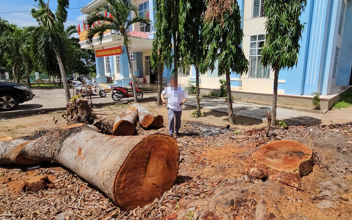 Hàng loạt cây gỗ lớn tại trụ sở phường bị chặt bán trước khi sáp nhập- Ảnh 1. Hàng loạt cây gỗ lớn tại trụ sở phường bị chặt bán trước khi sáp nhập- Ảnh 1.