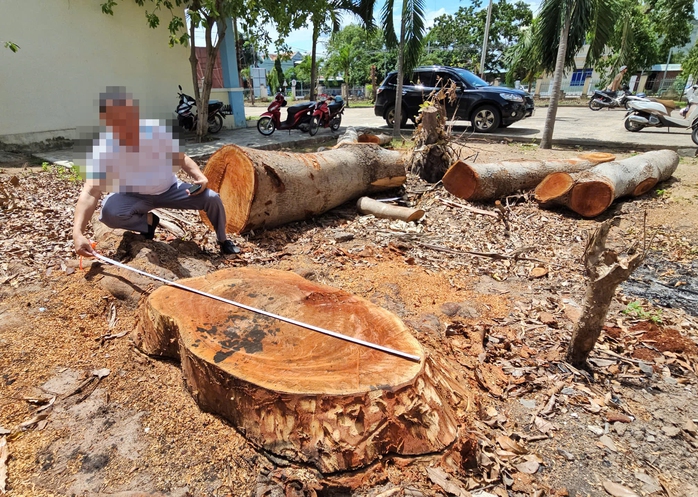 Hàng loạt cây gỗ lớn tại trụ sở phường bị chặt bán trước khi sáp nhập- Ảnh 4. Hàng loạt cây gỗ lớn tại trụ sở phường bị chặt bán trước khi sáp nhập- Ảnh 4.