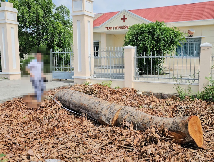 Hàng loạt cây gỗ lớn tại trụ sở phường bị chặt bán trước khi sáp nhập- Ảnh 3. Hàng loạt cây gỗ lớn tại trụ sở phường bị chặt bán trước khi sáp nhập- Ảnh 3.