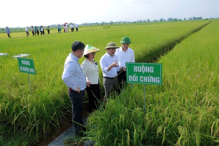 Trồng lúa giảm phát thải thu lợi kép- Ảnh 1. Trồng lúa giảm phát thải thu lợi kép- Ảnh 1.