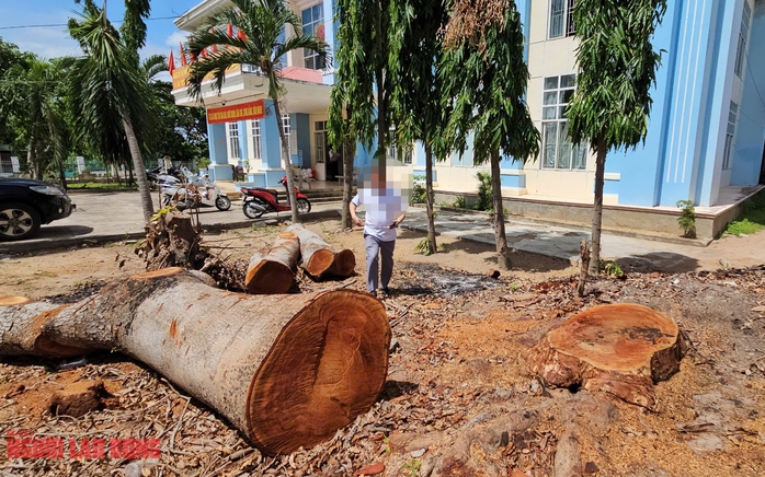 Cưa bán nhiều cây ở trụ sở trước khi sáp nhập: Bán cho người quen cán bộ, không đấu giá- Ảnh 1. Cưa bán nhiều cây ở trụ sở trước khi sáp nhập: Bán cho người quen cán bộ, không đấu giá- Ảnh 1.