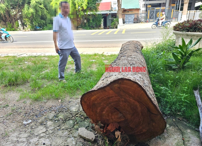 Cưa bán nhiều cây ở trụ sở trước khi sáp nhập: Bán cho người quen cán bộ, không đấu giá- Ảnh 3. Cưa bán nhiều cây ở trụ sở trước khi sáp nhập: Bán cho người quen cán bộ, không đấu giá- Ảnh 3.