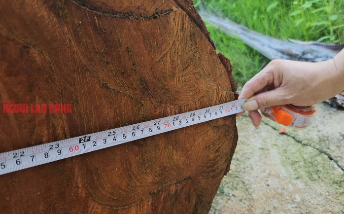 Cưa bán nhiều cây ở trụ sở trước khi sáp nhập: Bán cho người quen cán bộ, không đấu giá- Ảnh 4. Cưa bán nhiều cây ở trụ sở trước khi sáp nhập: Bán cho người quen cán bộ, không đấu giá- Ảnh 4.
