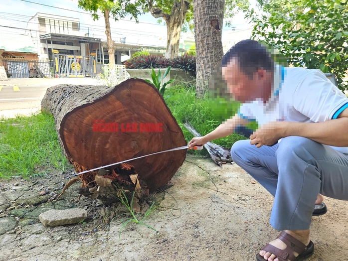 Cưa bán nhiều cây ở trụ sở trước khi sáp nhập: Bán cho người quen cán bộ, không đấu giá- Ảnh 5. Cưa bán nhiều cây ở trụ sở trước khi sáp nhập: Bán cho người quen cán bộ, không đấu giá- Ảnh 5.