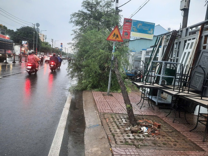 3 cây me trên vỉa hè xiêu vẹo trong mưa dông ở TP HCM - Ảnh 2.
