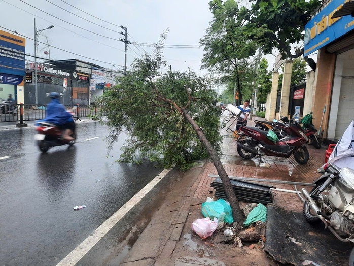 3 cây me trên vỉa hè xiêu vẹo trong mưa dông ở TP HCM - Ảnh 1.