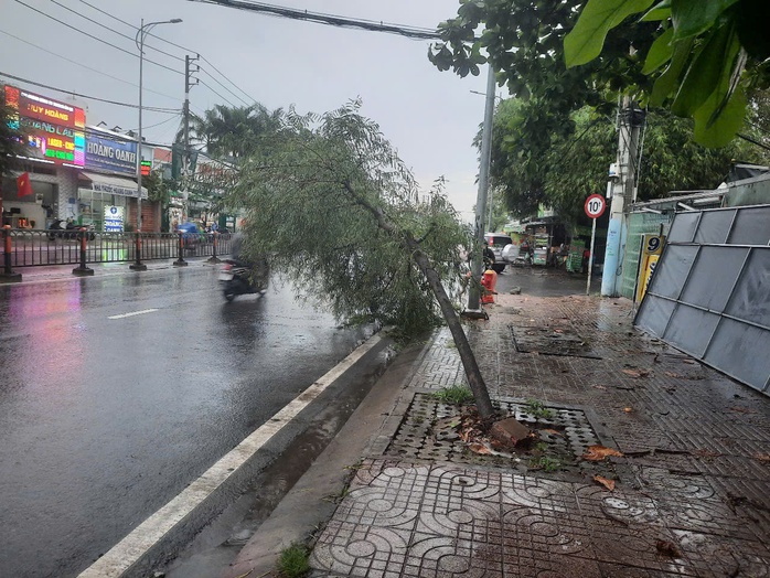 3 cây me trên vỉa hè xiêu vẹo trong mưa dông ở TP HCM - Ảnh 3.