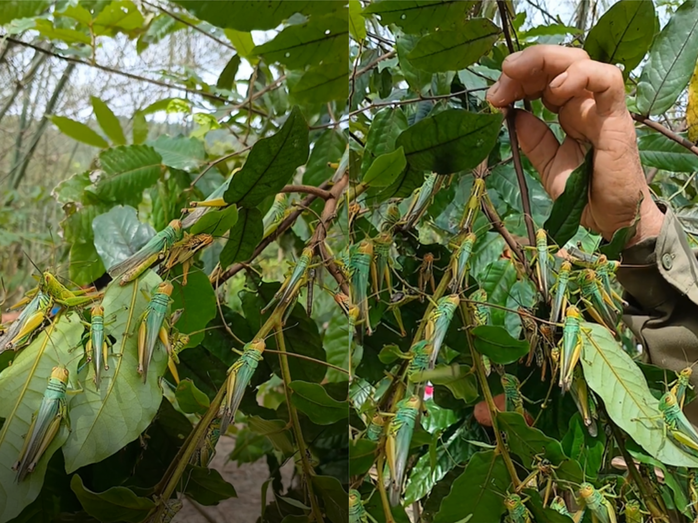 Quảng Bình ứng phó ra sao với nạn châu chấu "đổ bộ" bất thường?- Ảnh 2. Quảng Bình ứng phó ra sao với nạn châu chấu "đổ bộ" bất thường?- Ảnh 2.