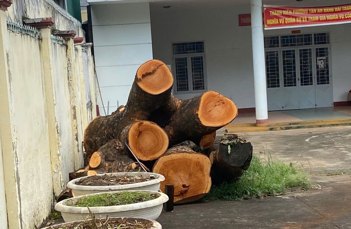 Đề nghị báo cáo việc cưa hạ cây xà cừ trong trụ sở Công an phường- Ảnh 1. Đề nghị báo cáo việc cưa hạ cây xà cừ trong trụ sở Công an phường- Ảnh 1.